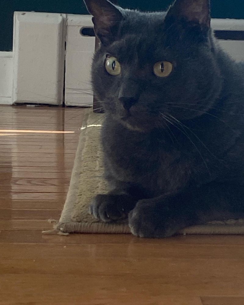 Just Cats Veterinary Hospital - pet boarding facility in Stamford, CT