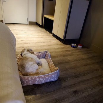 Seattle Marriott Bellevue - Great hotel for those traveling with pets. - Hotels Near Me - Bellevue, Washington