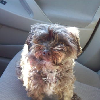 Pacifica Pet Hospital - Joe, client of Dr. Hurlbut - Veterinarians Near Me - Pacifica, California Pacifica Pet Hospital - Joe, client of Dr. Hurlbut - Veterinarians Near Me - Pacifica, California