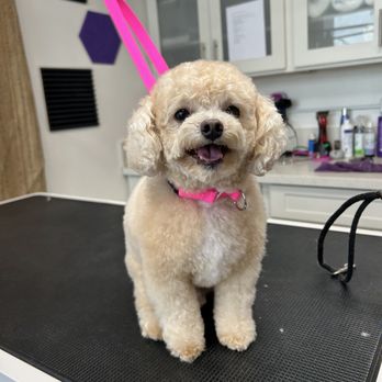 Kailua Pets - Munchkin at Kailua PETS grooming service! - Pet Groomers Near Me - Kailua, Hawaii