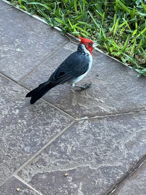 Kā‘anapali Maui at the Eldorado by null