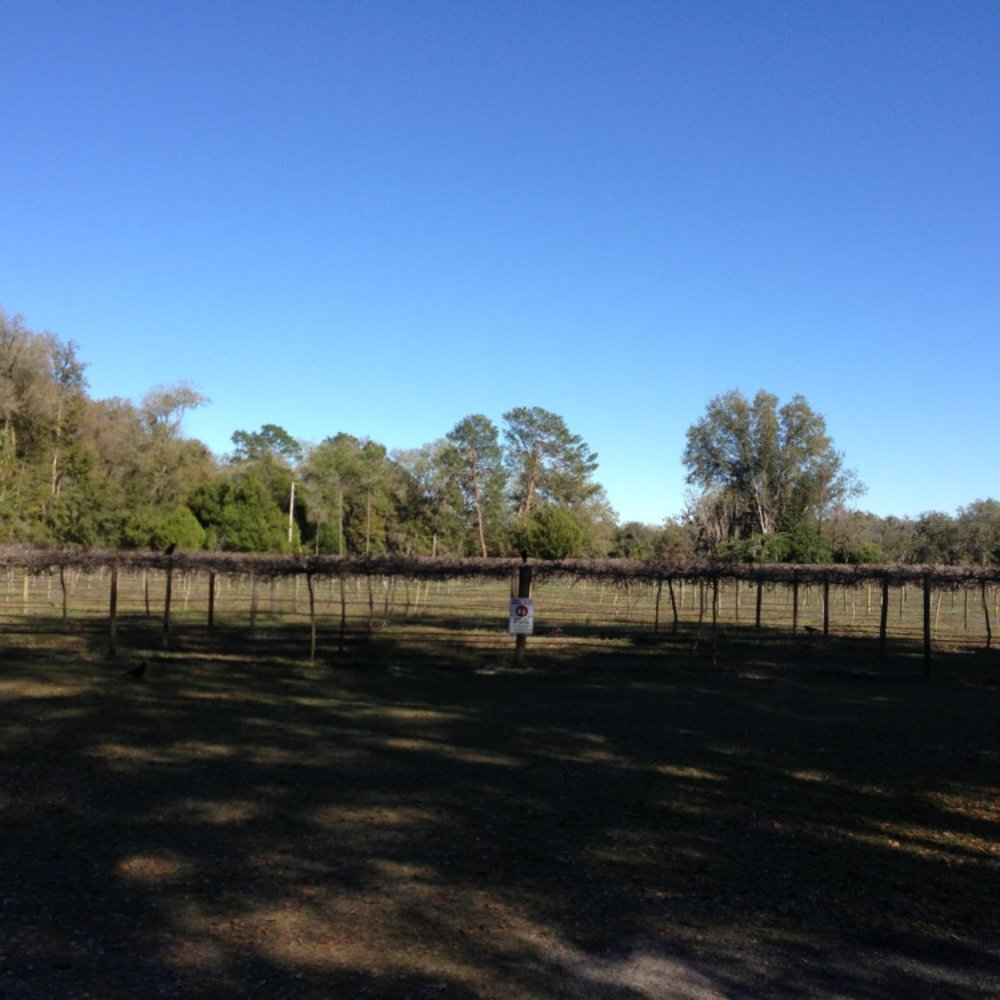 Log Cabin Winery - a man standing in a field - Wineries Near Me - Satsuma, Florida Log Cabin Winery - a man standing in a field - Wineries Near Me - Satsuma, Florida