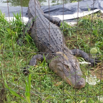 Critchlow Alligator Sanctuary - Animal Shelters Near Me - Athens, Michigan