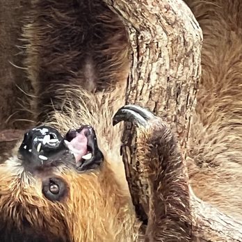 Tennessee Safari Park - Sloth - Parks Near Me - Alamo, Tennessee