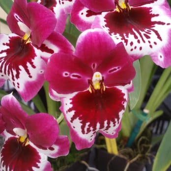 Akatsuka Orchid Gardens - Flowers & Gifts Near Me - Volcano, Hawaii