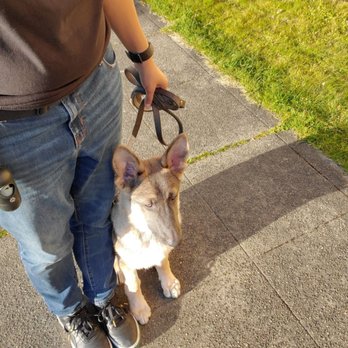 PacwestK9 - Rocco during a puppy class lesson - Pet Training Near Me - Tacoma, Washington