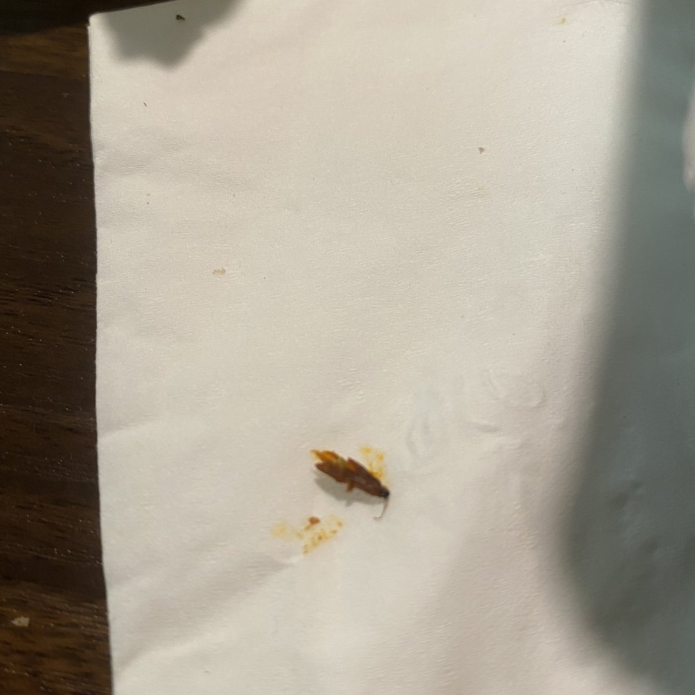 Oaxaquena Triqui - Bug in the birria quesadilla and consome - Grocery Near Me - Albany, New York