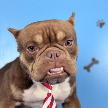 Pawfect Express Pet Spa - Pet Groomers Near Me - Montebello, California Pawfect Express Pet Spa - Pet Groomers Near Me - Montebello, California