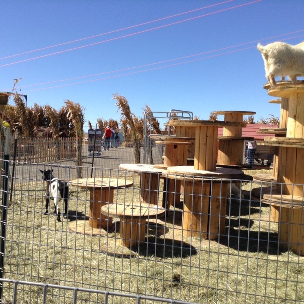 Galloping Goat Pumpkin Patch - Goat playground - Pumpkin Patches Near Me - Rio Rancho, New Mexico