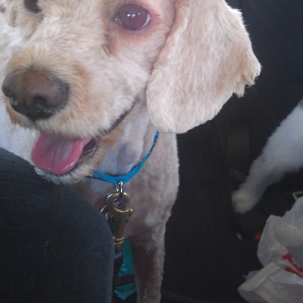 Happy Pet Parlor - A happy Karma after being picked up after a day of beauty :) - Pet Groomers Near Me - Roselle, Illinois