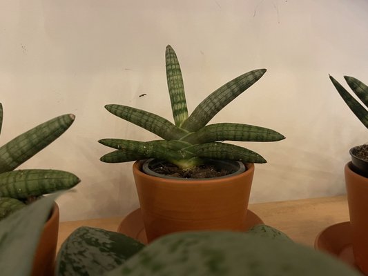 The Plant Outpost by null