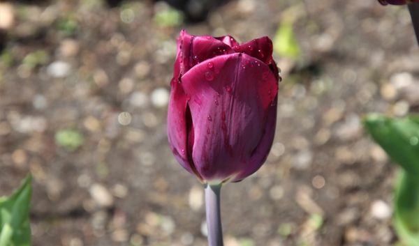 Old Westbury Gardens by null