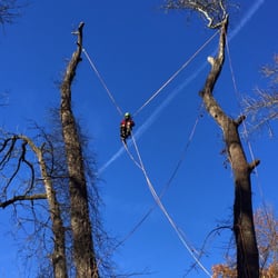 Releaf Tree Works - Tree Removal in Charlotte, NC