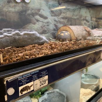Petco - These tortoises live 50+ years, few humans will be able to take care of any living being for that long. Many end up dumped or suffering - Pet Stores Near Me - San Rafael, California Petco - These tortoises live 50+ years, few humans will be able to take care of any living being for that long. Many end up dumped or suffering - Pet Stores Near Me - San Rafael, California