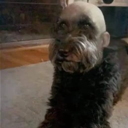 Bald dog