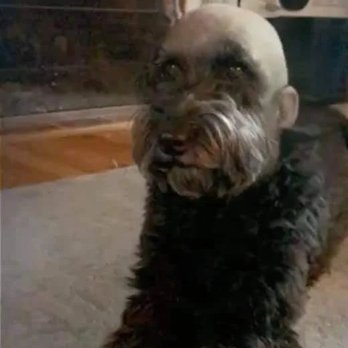 Animal Kingdom - Bald dog - Pet Groomers Near Me - Colton, California