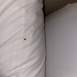 Bed bug on pillow