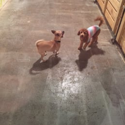Marley and one of his cool new friends (you can tell by the shirt being worn he/she is awesome!) :)
