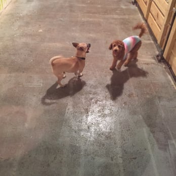 Indy.Hound - Marley and one of his cool new friends (you can tell by the shirt being worn he/she is awesome!) :) - Pet Sitting Near Me - Indianapolis, Indiana