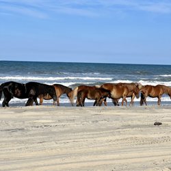 Corolla Jeep Adventures - Wild horses