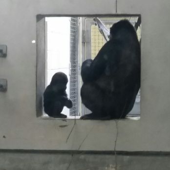 Denver Zoo - Baby Gorilla - Zoos Near Me - Denver, Colorado Denver Zoo - Baby Gorilla - Zoos Near Me - Denver, Colorado