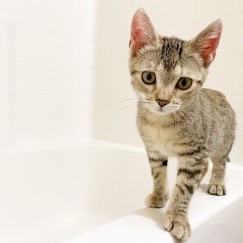 Nevada Humane Society - Beautiful little girl - Animal Shelters Near Me - Reno, Nevada