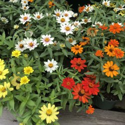 Timothy's Center for Gardening