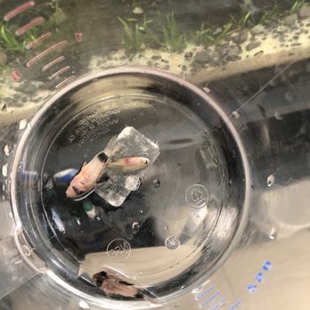 Kona Reef - Fish died with 1 day of putting them into my fully cycled tank. - Local Fish Stores Near Me - Chandler, Arizona Kona Reef - Fish died with 1 day of putting them into my fully cycled tank. - Local Fish Stores Near Me - Chandler, Arizona