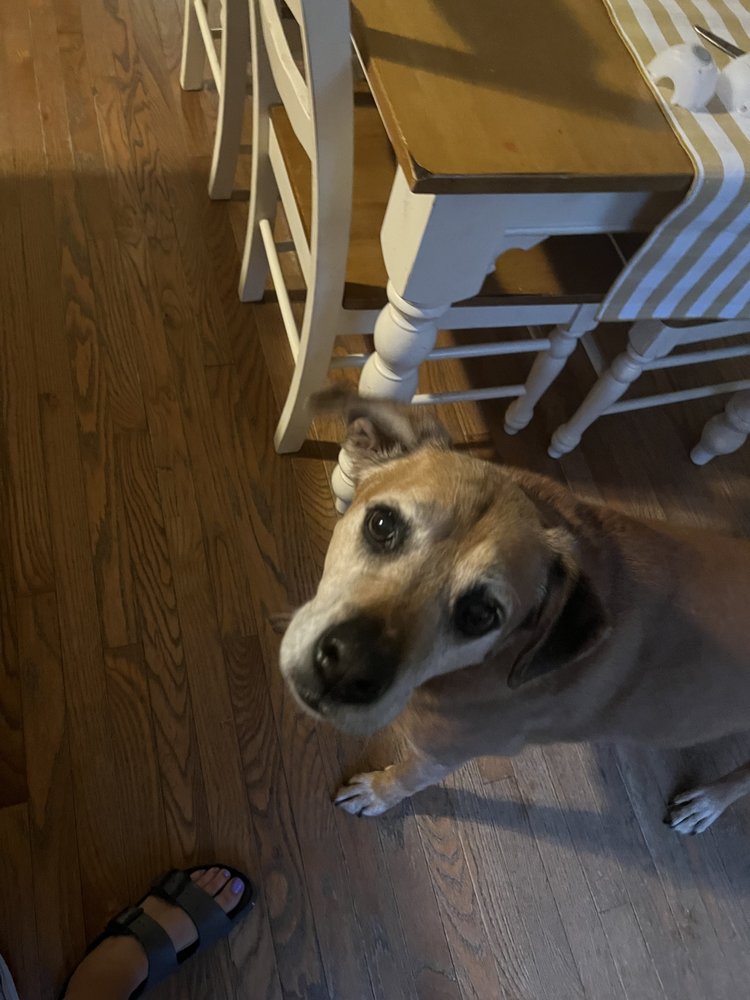 URBAN COOP BOUTIQUE BOARDING 4286 Pekin Rd, Waynesville, OH Yelp