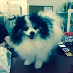 Borndog - Dickens the Pomeranian hates being groomed but loves to go to see Alfons and his family at Born Dog.