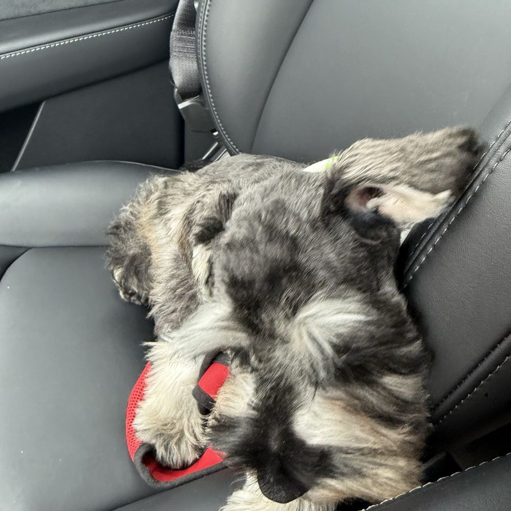 Pet Beloved - Pet Groomers Near Me - San Diego, California Pet Beloved - Pet Groomers Near Me - San Diego, California