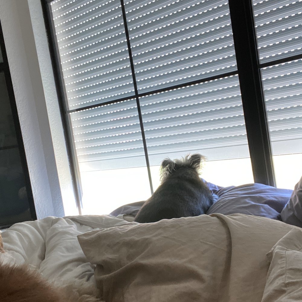 Roll-A-Shield - Large window raised a bit so the dog can still watch the Peep Show (chickens). - Shades & Blinds Near Me - Tempe, Arizona Roll-A-Shield - Large window raised a bit so the dog can still watch the Peep Show (chickens). - Shades & Blinds Near Me - Tempe, Arizona