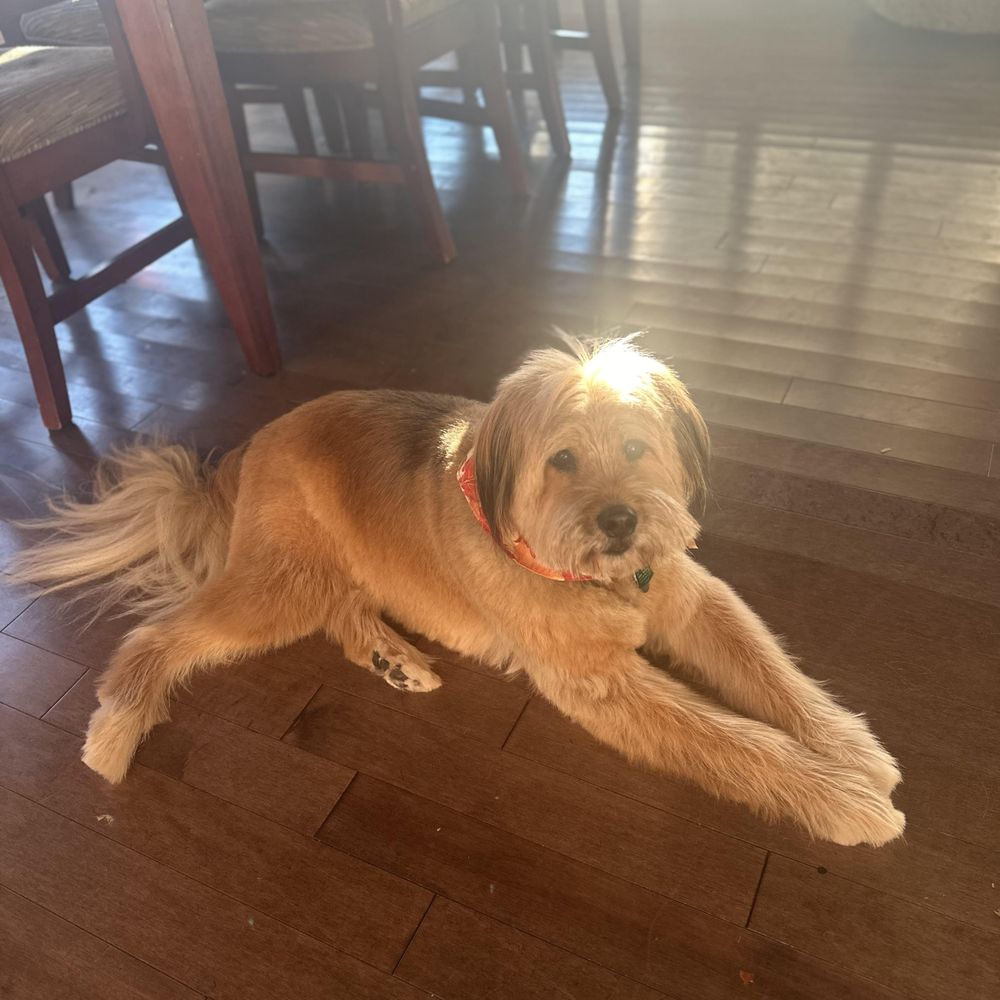 Canine Couture - My senior dog looks like a puppy! - Pet Groomers Near Me - Bellmore, New York Canine Couture - My senior dog looks like a puppy! - Pet Groomers Near Me - Bellmore, New York