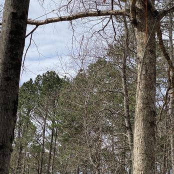 Little Bear Tree Service - Marcus the tree climber - Tree Services Near Me - Smyrna, Georgia Little Bear Tree Service - Marcus the tree climber - Tree Services Near Me - Smyrna, Georgia