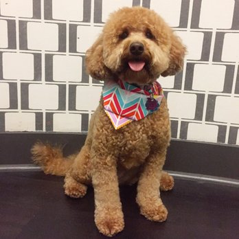 Odyssey Pets - Pet Stores Near Me - Dallas, Texas