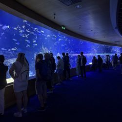 Oceanogràfic - Photo 9: Aquarium