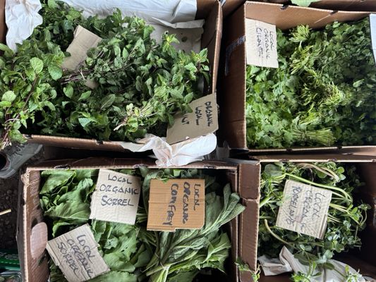 Coconut Grove Farmer's Market by null