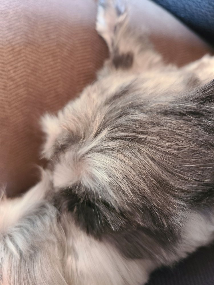 BUNK & BISCUIT Updated May 2024 34 Photos & 24 Reviews 1740 W