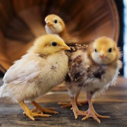 Pollinate Farm & Garden Supply - Baby chicks 10 months a year!