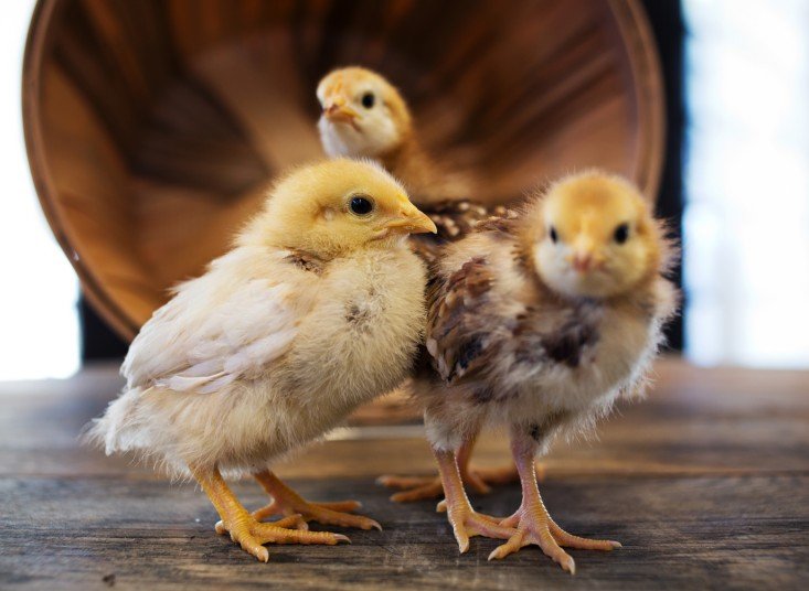 Pollinate Farm & Garden Supply - beekeeping in Oakland, CA