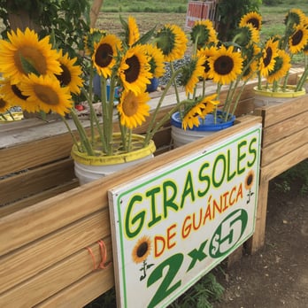 Finca El Girasol - Farms Near Me - Guanica, Puerto Rico