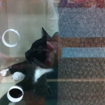 Petco - This young tuxedo (black & white) kitten had his left eye missing. :( - Pet Stores Near Me - Pearl City, Hawaii