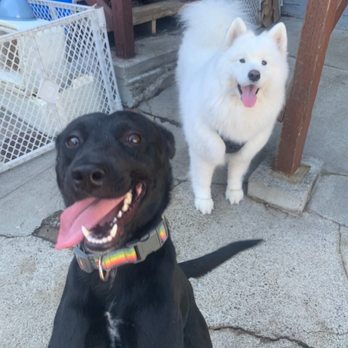 Apawche Dogs - Pet Boarding Near Me - Oakland, California Apawche Dogs - Pet Boarding Near Me - Oakland, California