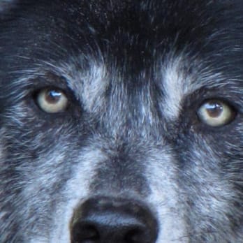 Shy Wolf Sanctuary Education & Experience Center - Animal Shelters Near Me Shy Wolf Sanctuary Education & Experience Center - Animal Shelters Near Me