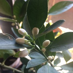 Gardens Alive Sales - just a cluster out of the 42 buds on my calamondin tree!