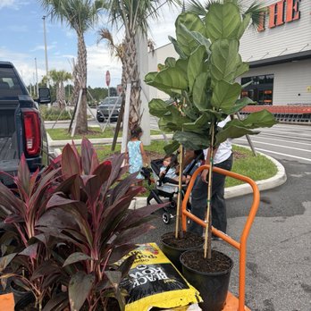 The Home Depot - Ficus and cordaline - Hardware Stores Near Me - St. Augustine, Florida The Home Depot - Ficus and cordaline - Hardware Stores Near Me - St. Augustine, Florida