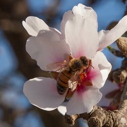 Fieldstone Apiaries - Bee busy at work