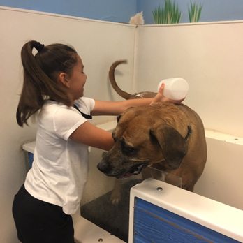 KIMBUR PET WASH SUITES Updated May 2025 18 Photos 108 Reviews 17031 W Bell Rd Surprise Arizona Pet Groomers Phone Number Yelp