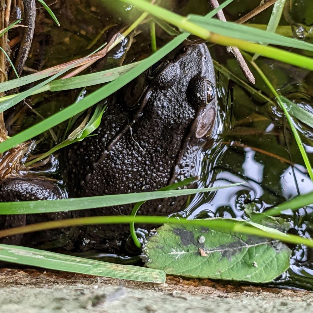 Beaver Lake - Mr frog - Parks Near Me - Vancouver, British Columbia