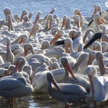 City Park Lake - Local Flavor Near Me - Baton Rouge, Louisiana